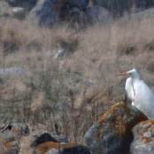 Great Egret  "Ardea alba"